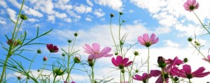 flower flower